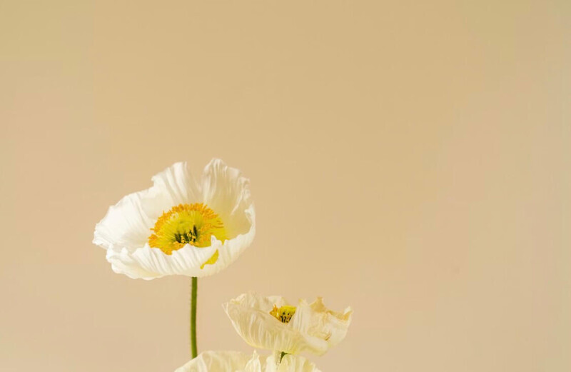 スーパーの花を選ぶタイミング