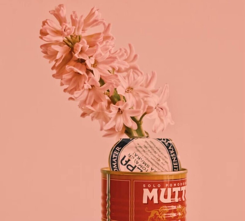 空き缶にヒヤシンスが飾ってある画像
