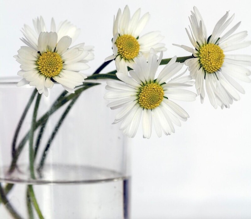花瓶の代わりにコップに花が飾ってある画像