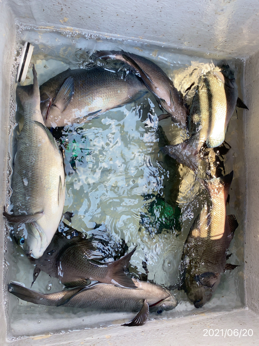 船フカセ 40 48cm クロ めじな の入れ食いを楽しむ Seabream Haruka Blog