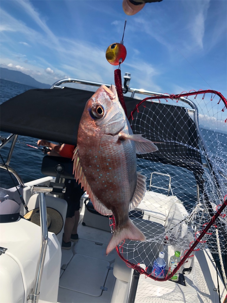 明石海峡攻略 タイラバ ワーム のススメ シークラ Fishing Blog