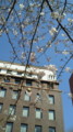 日本橋の桜２