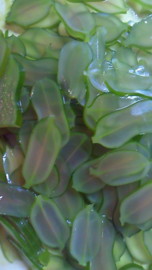 f:id:Sea_Monkey:20120317150740j:image f:id:Sea_Monkey:20120317150740j:image