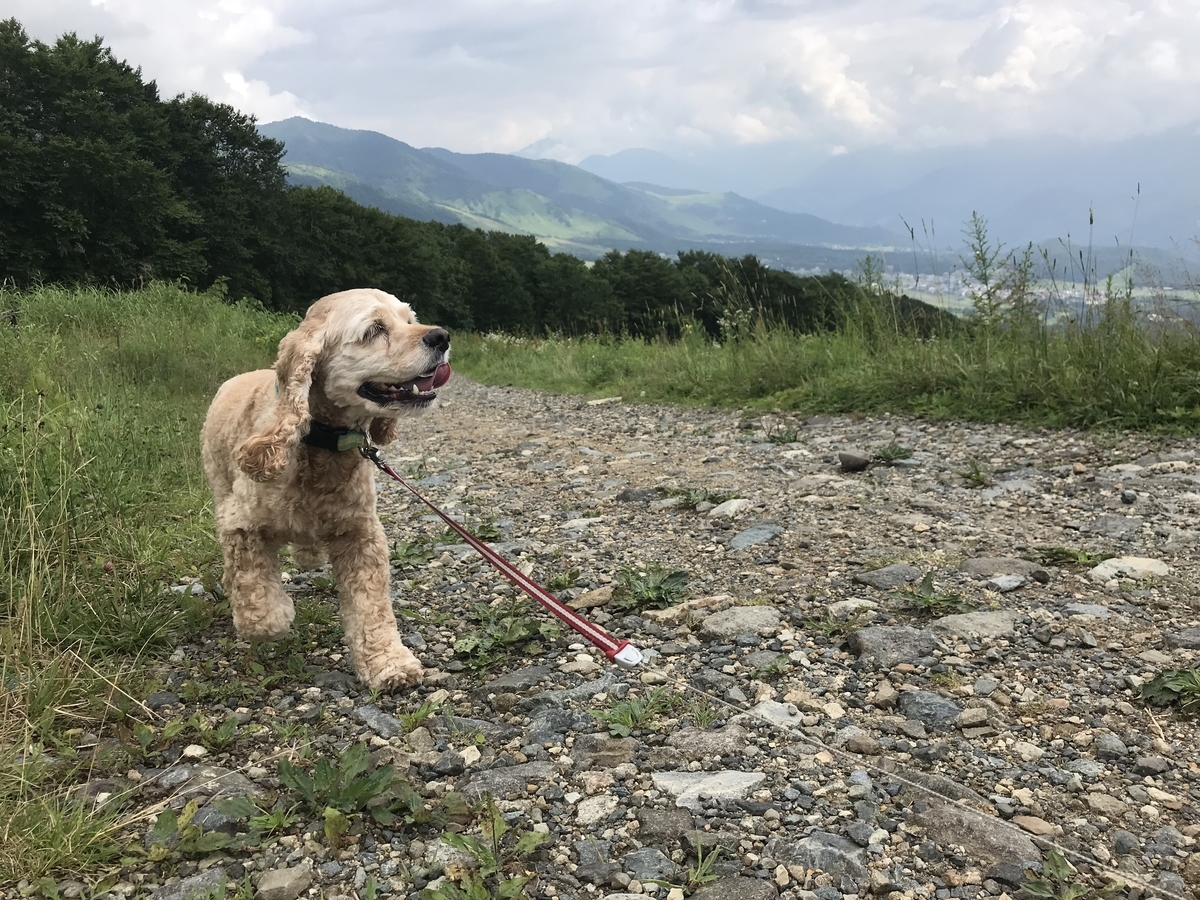 f:id:Sebastian1976:20190817194832j:plain f:id:Sebastian1976:20190817194832j:plain