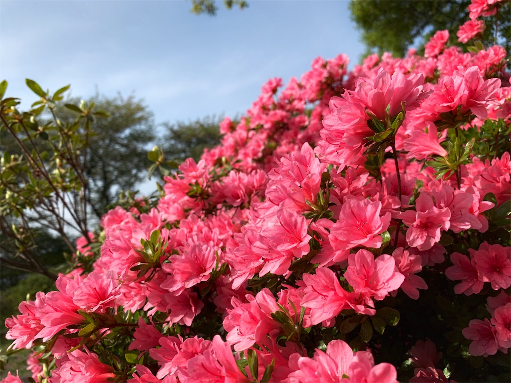 f:id:Segnel:20190530223511j:image f:id:Segnel:20190530223511j:image