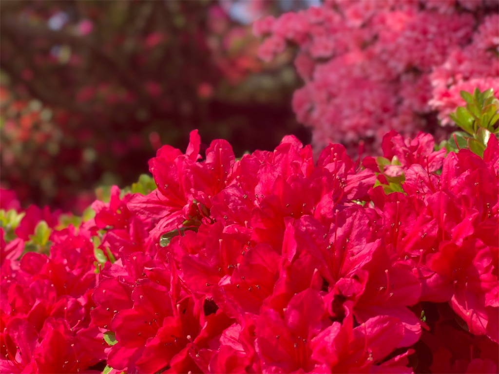 f:id:Segnel:20190530223515j:image f:id:Segnel:20190530223515j:image