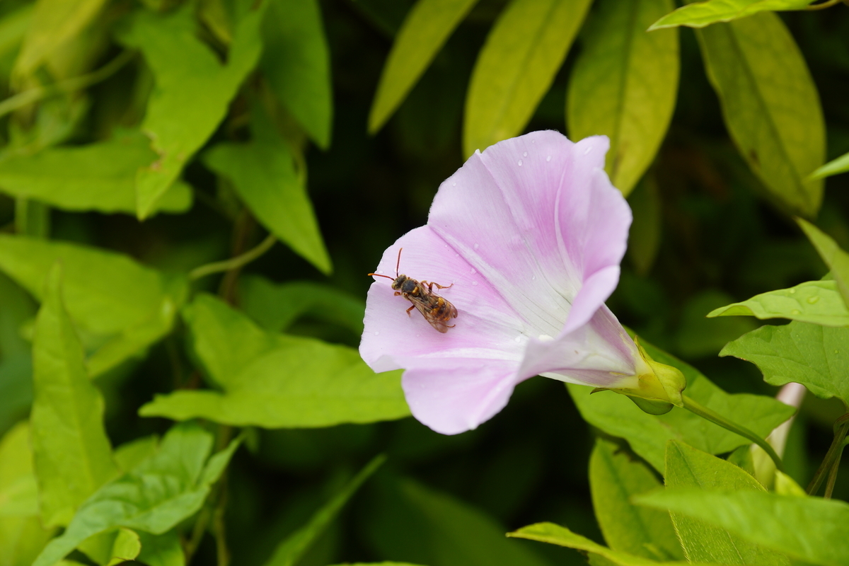 SAL1680Z 作例あり 16-80 DT Vario-Sonnar 楽天市場】vario－sonnar t＊ dt 16－80mm f3．5－4．5 za sal1680zの通販