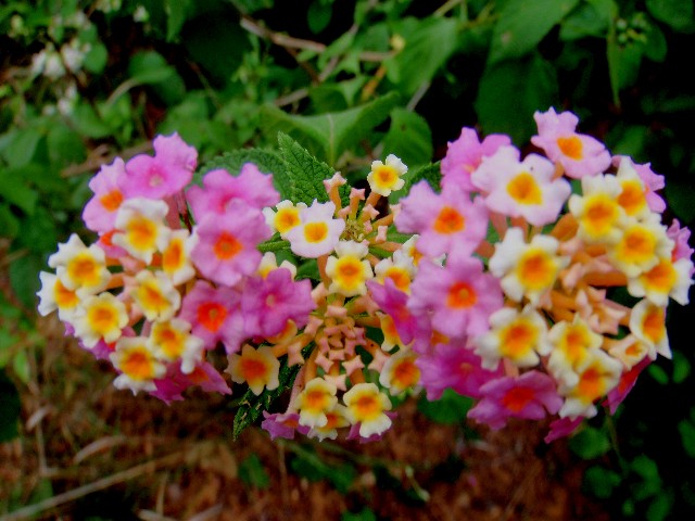 f:id:Seita75851833:20260526102706j:image