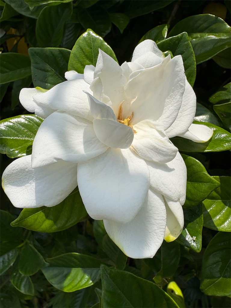 f:id:Seizan1959Ys:20250620130257j:image
