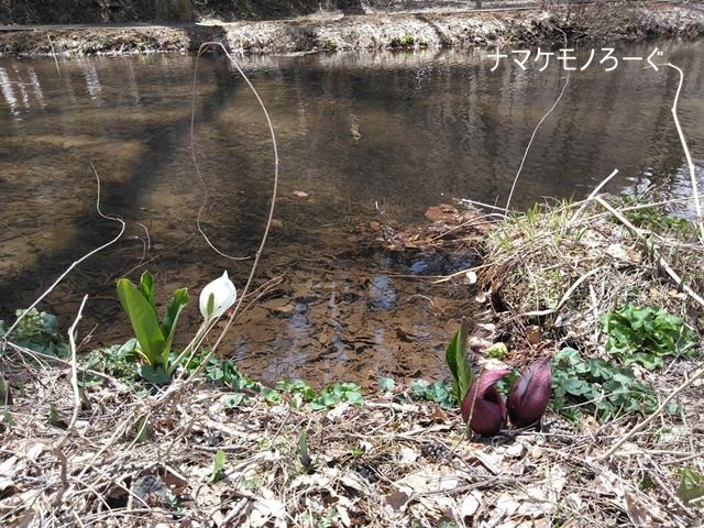 mizubasyou-and-zazensou