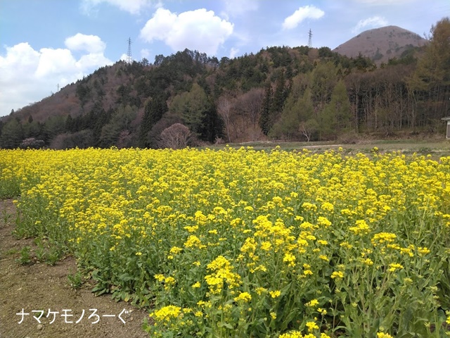 nanohanabatake20190503