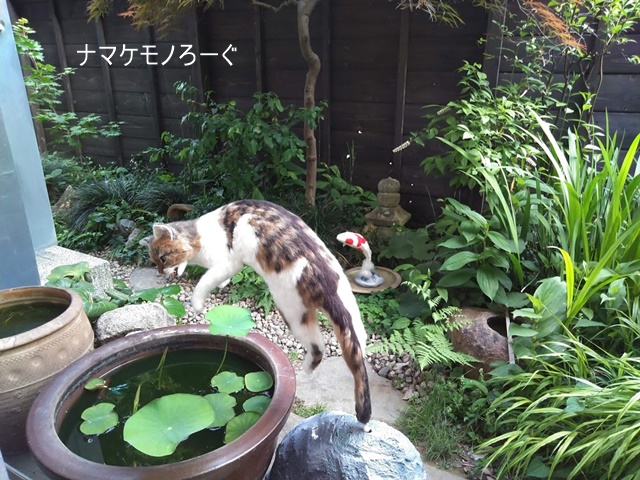 neko-and-koi2