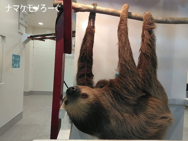 横浜でナマケモノに会える アニタッチみなとみらい開園 ナマケモノろーぐ
