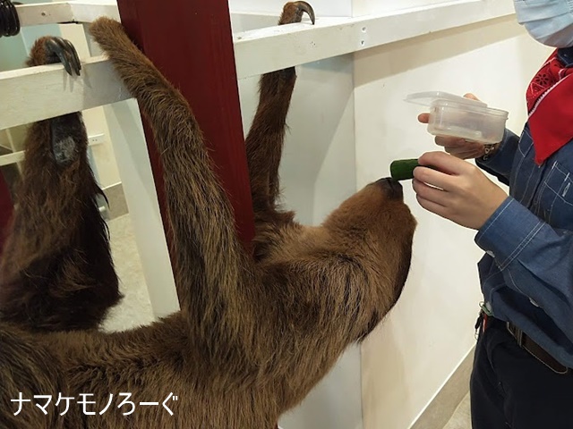 横浜でナマケモノに会える アニタッチみなとみらい開園 ナマケモノろーぐ