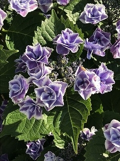f:id:SenooLab:20180603183814j:plain