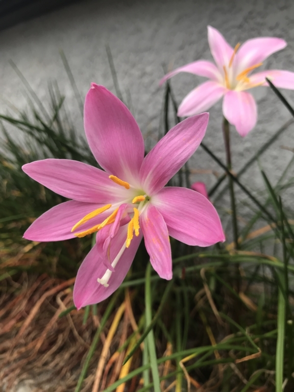 f:id:SenooLab:20180617193702j:plain