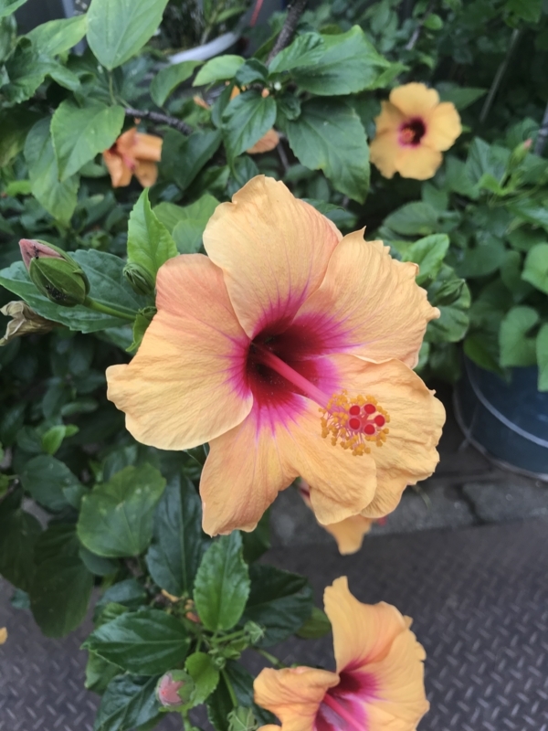 f:id:SenooLab:20180617194259j:plain