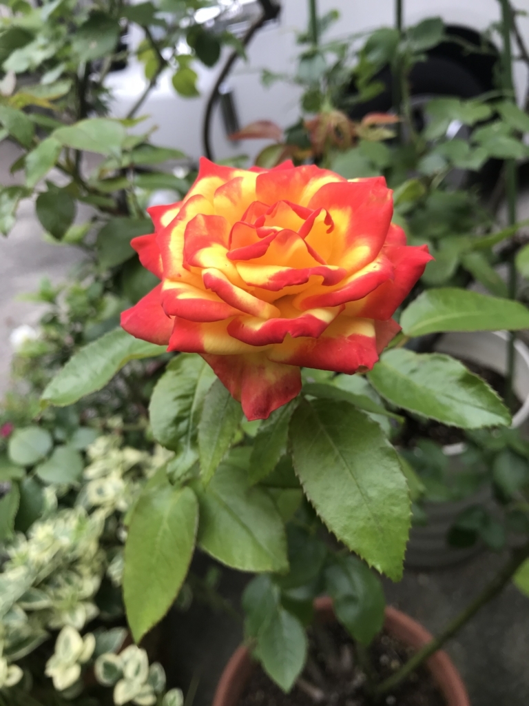 f:id:SenooLab:20180619083019j:plain