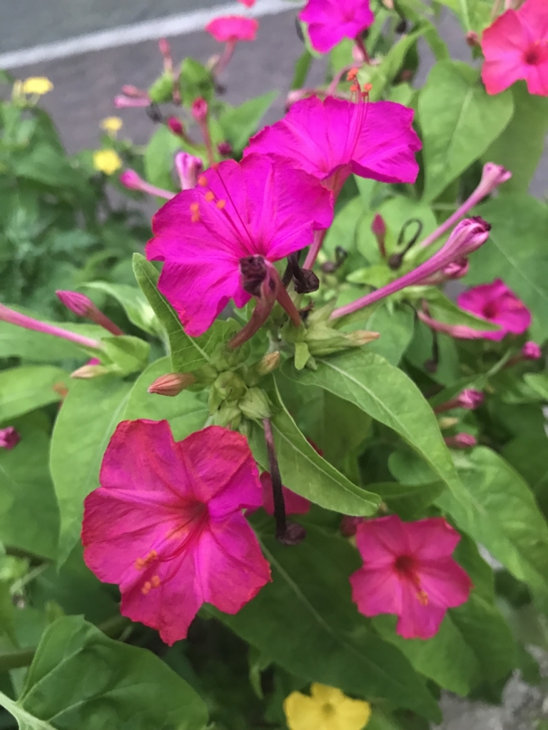 f:id:SenooLab:20180706235430j:plain f:id:SenooLab:20180706235430j:plain