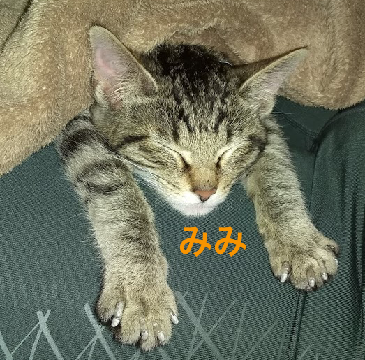 f:id:Serendipia:20190108141348p:plain