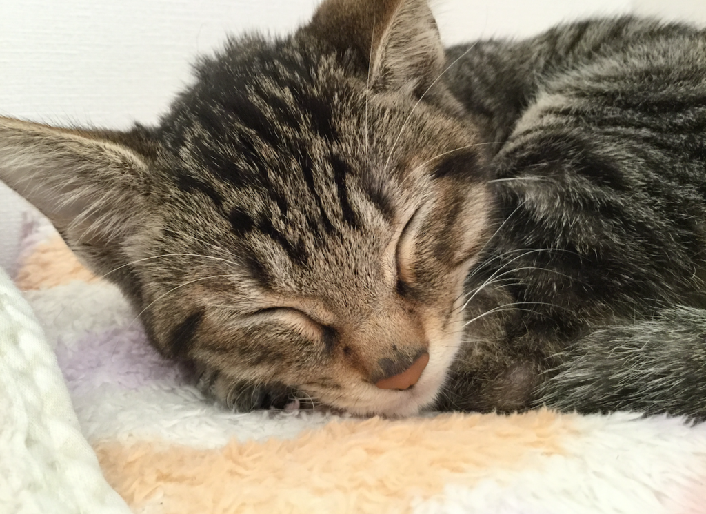 f:id:Serendipia:20190108141726p:plain