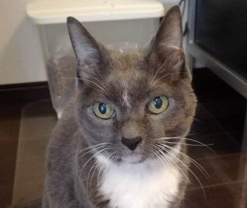 f:id:Serendipia:20190122155008p:plain