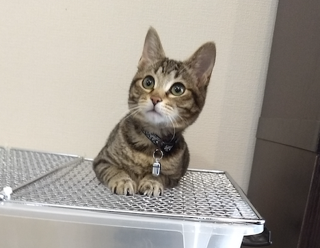 f:id:Serendipia:20190122155038p:plain f:id:Serendipia:20190122155038p:plain