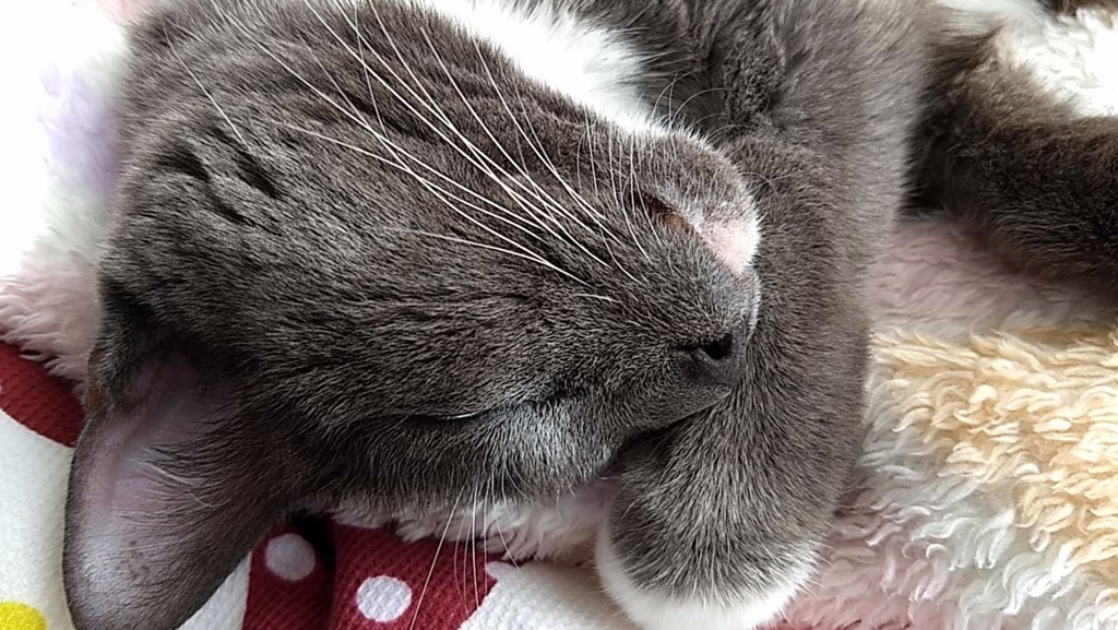 猫の爪とぎで壁や家具を引っかかれない様にする対策 ねこログ