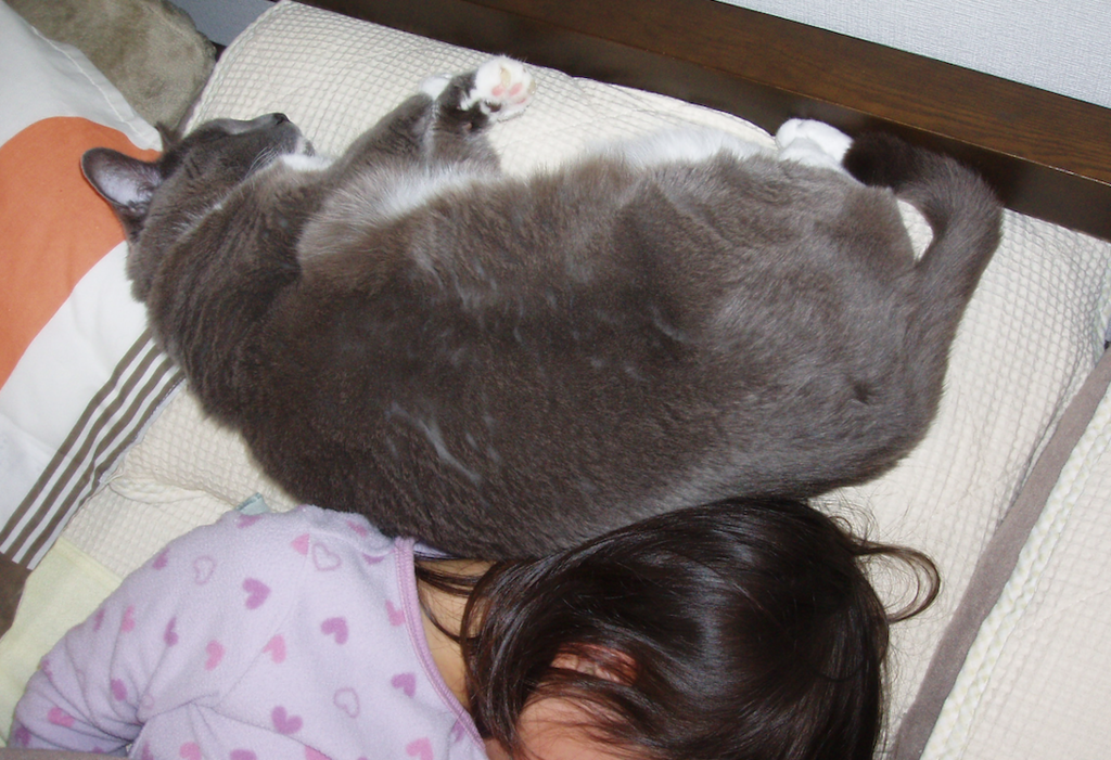 f:id:Serendipia:20190225113611p:plain f:id:Serendipia:20190225113611p:plain