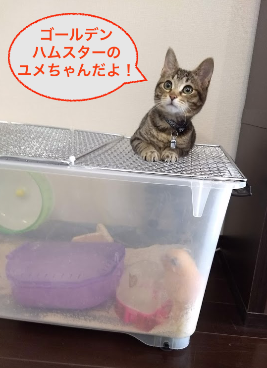 f:id:Serendipia:20190225121942p:plain f:id:Serendipia:20190225121942p:plain