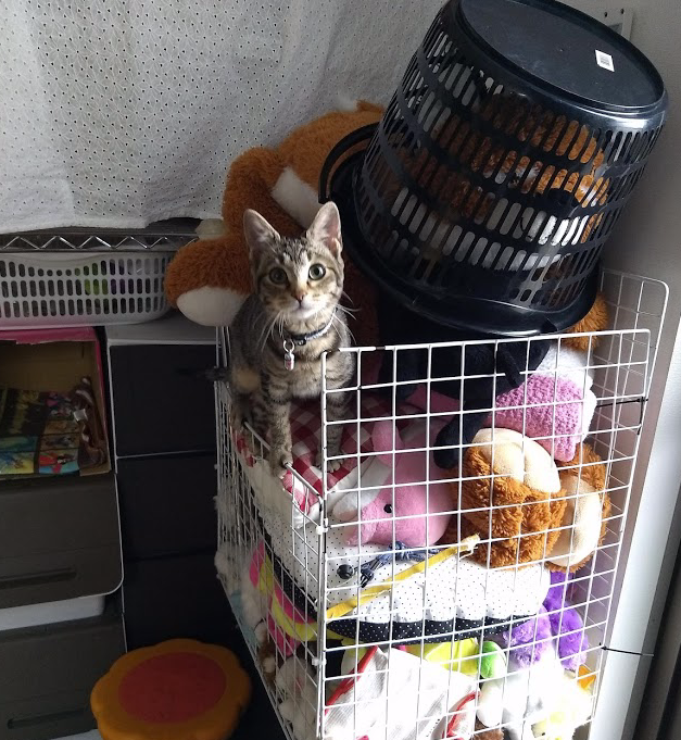 f:id:Serendipia:20190315181659p:plain f:id:Serendipia:20190315181659p:plain