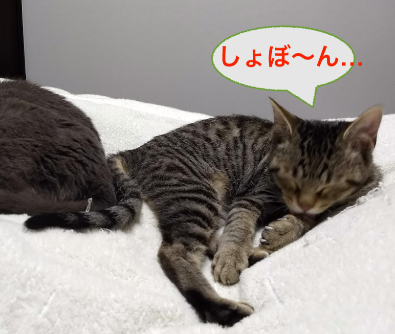 f:id:Serendipia:20190319161928p:plain f:id:Serendipia:20190319161928p:plain