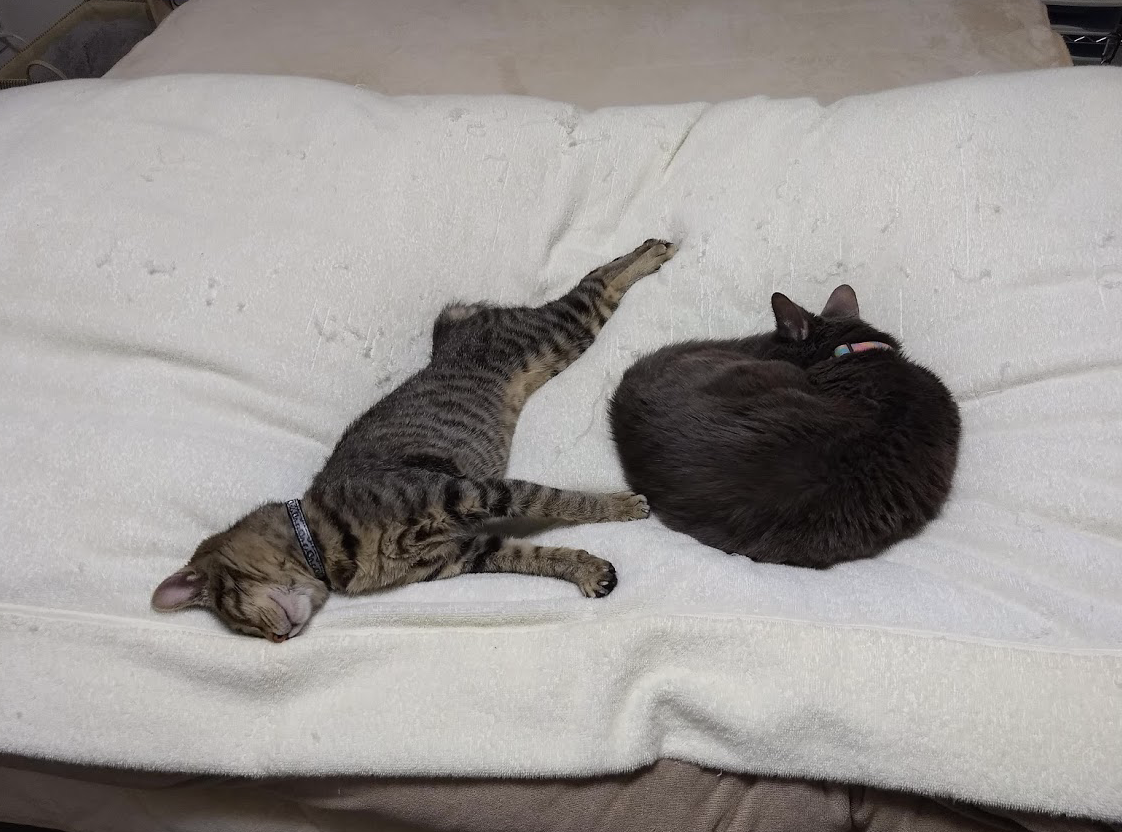 f:id:Serendipia:20190319210654p:plain f:id:Serendipia:20190319210654p:plain