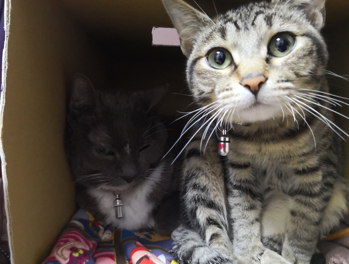 f:id:Serendipia:20190330213610p:plain f:id:Serendipia:20190330213610p:plain