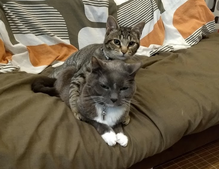 f:id:Serendipia:20190412233212p:plain