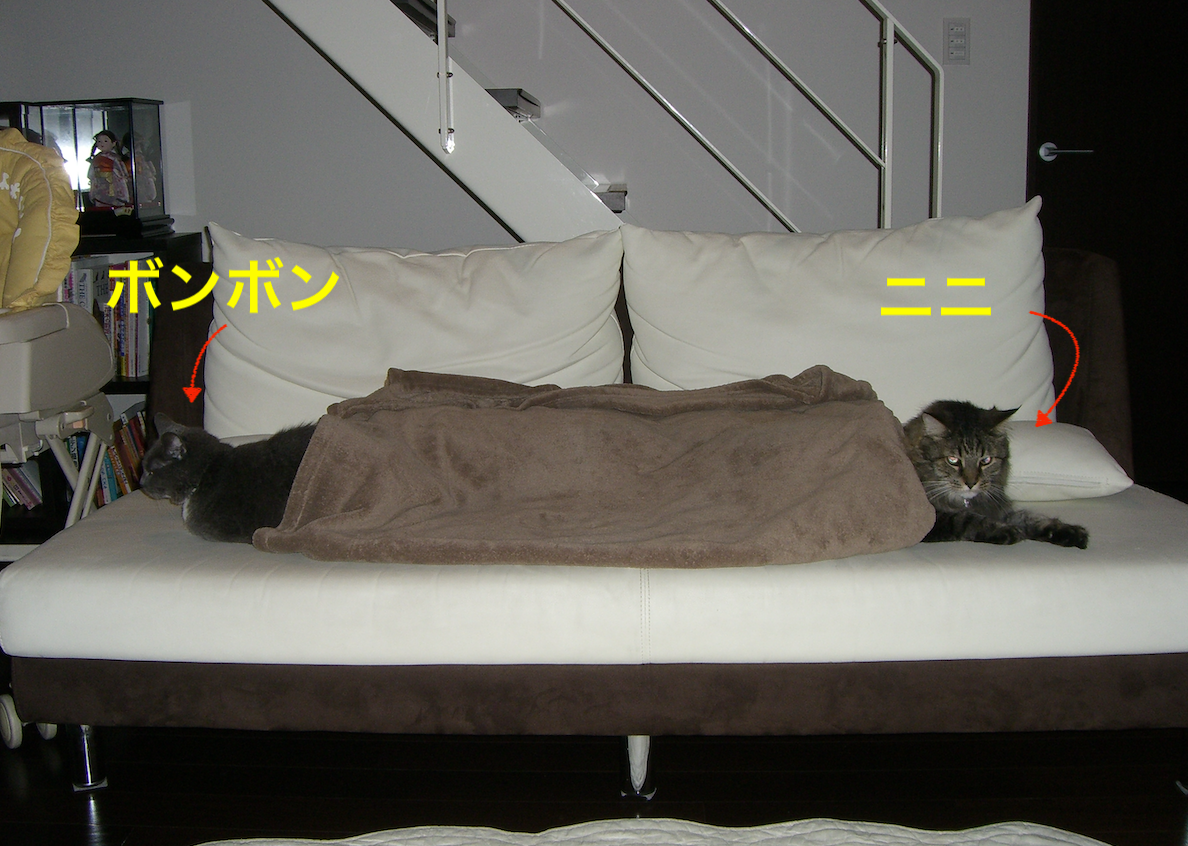 猫にソファーや布団で糞をされて困ったときの対処法 ねこログ