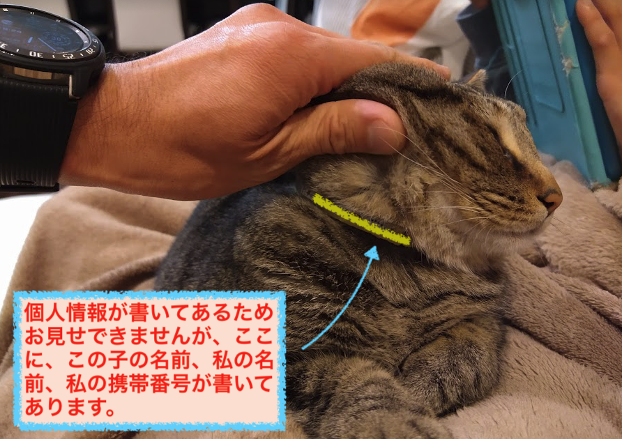 1分で完了！猫の首輪ネームプレート紛失＆引っかかり防止策 - ねこログ
