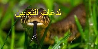 f:id:ShaimaHussein:20170621092356j:plain