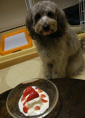 f:id:Shaomai:20091223231037j:image