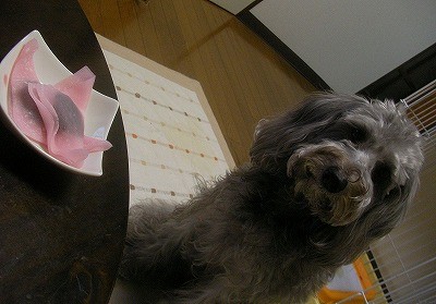 f:id:Shaomai:20101021232529j:image