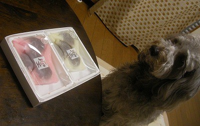 f:id:Shaomai:20101021232530j:image