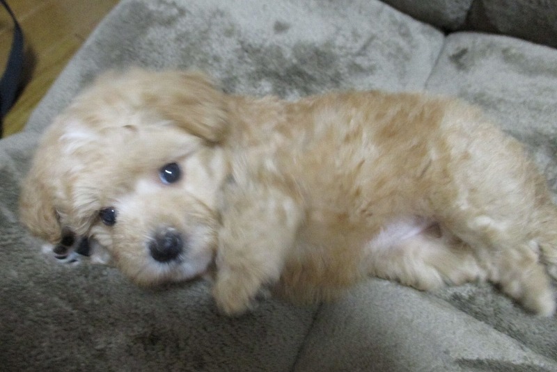 f:id:Shaomai:20150620205400j:image:w400