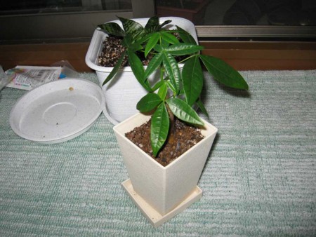 f:id:She-la-feeta:20090619222727j:image