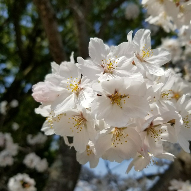 f:id:Shellm:20180406072936j:image