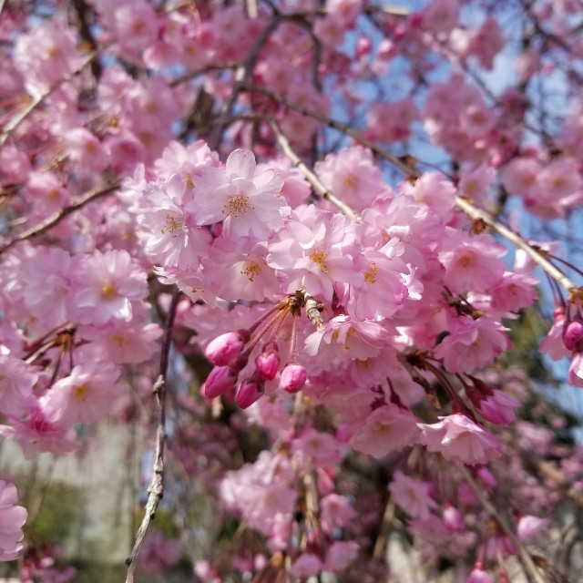 f:id:Shellm:20180406072942j:image