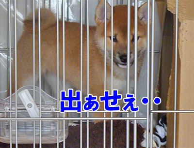 仔犬2