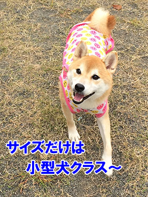 f:id:Shiba-MontBlanc:20181008153241j:plain