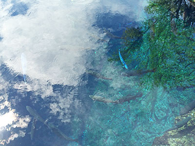 湧池2