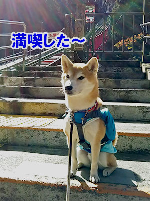 f:id:Shiba-MontBlanc:20181108234456j:plain