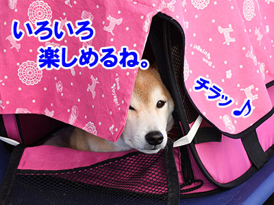 f:id:Shiba-MontBlanc:20190526203148j:plain